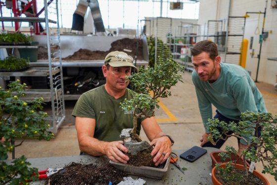 A person instructing another on how to repot a bonsai plant. 